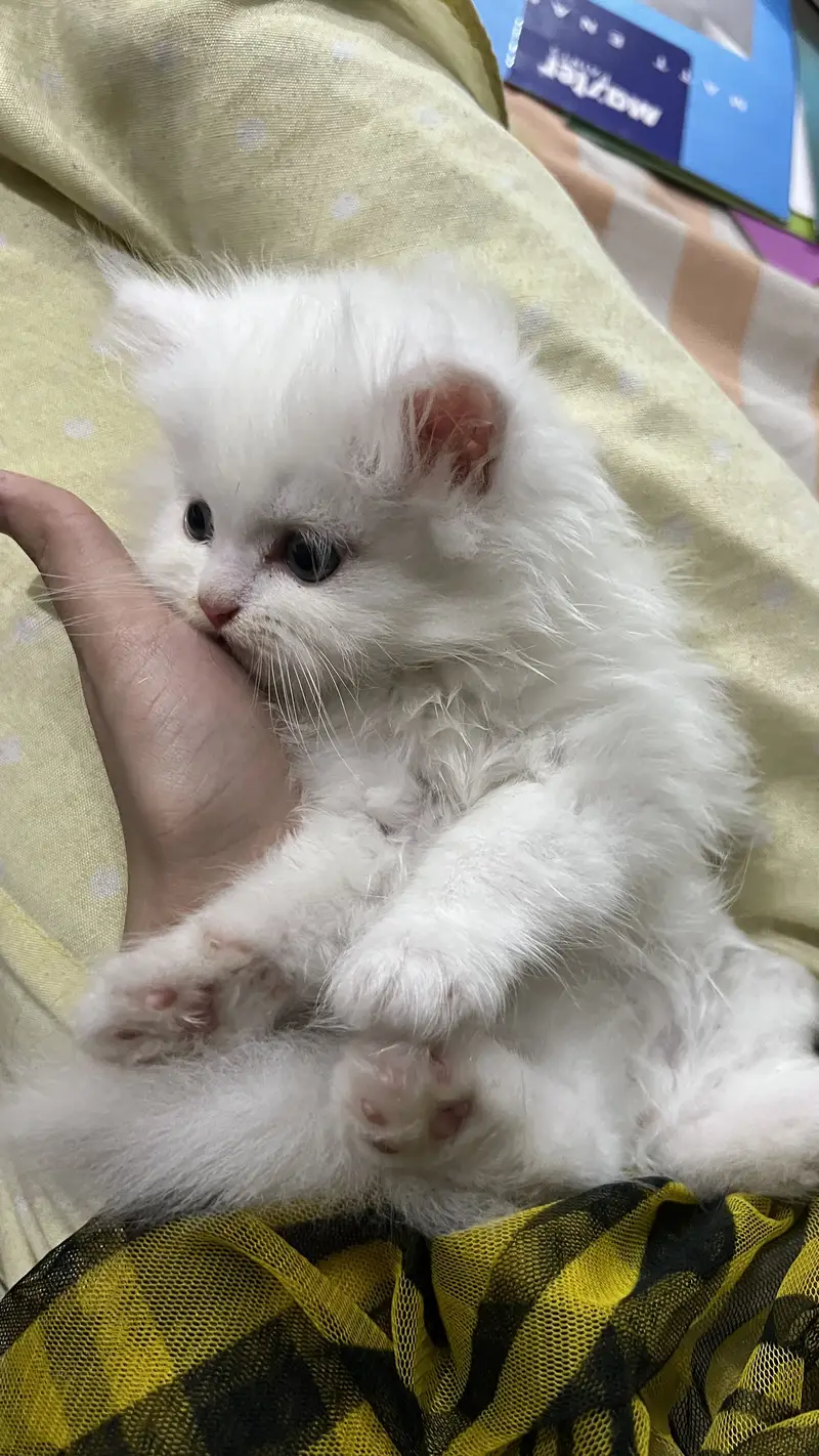 Persian cat kitten available — photo 2
