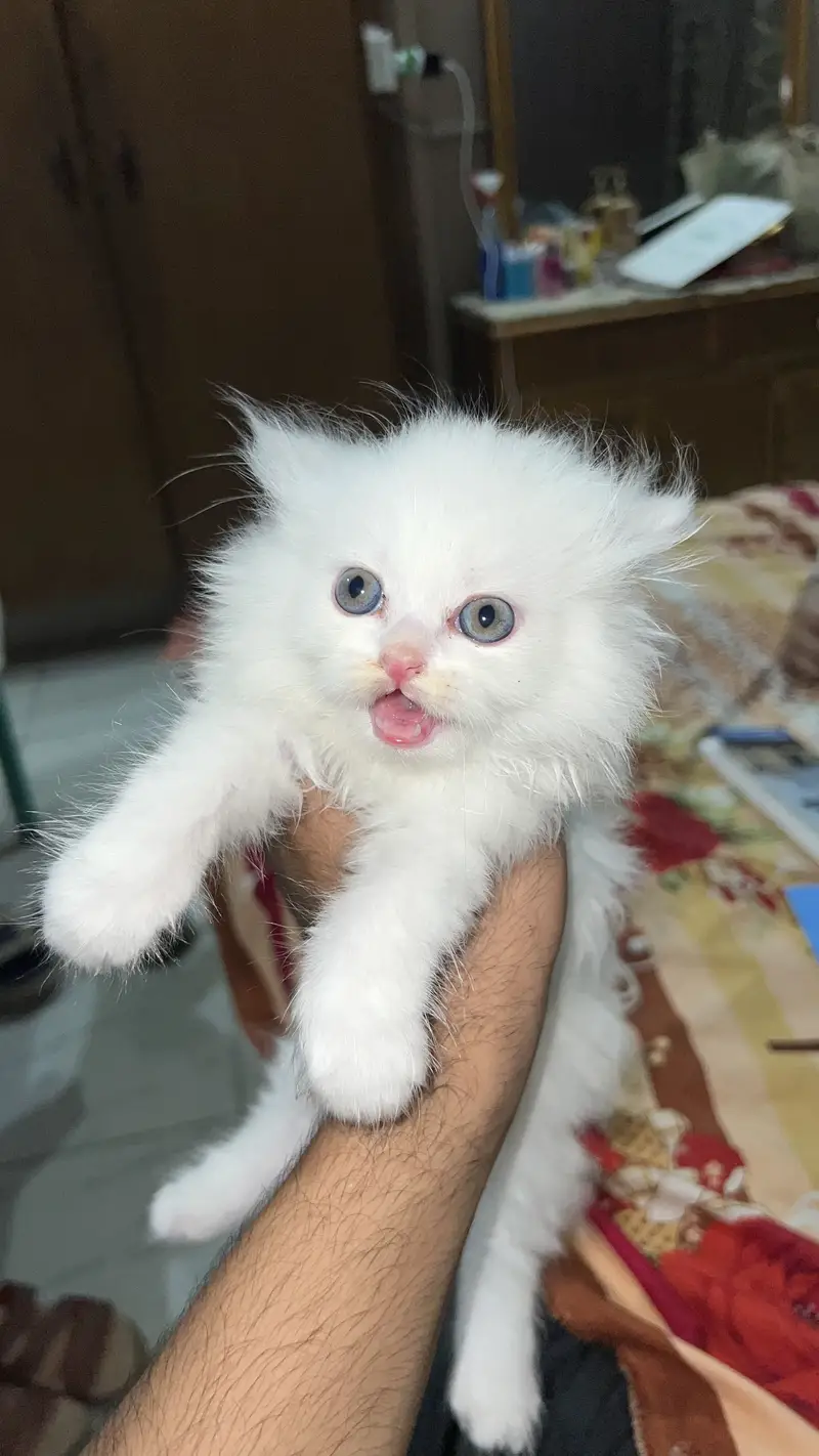 Persian cat kitten available — photo 3