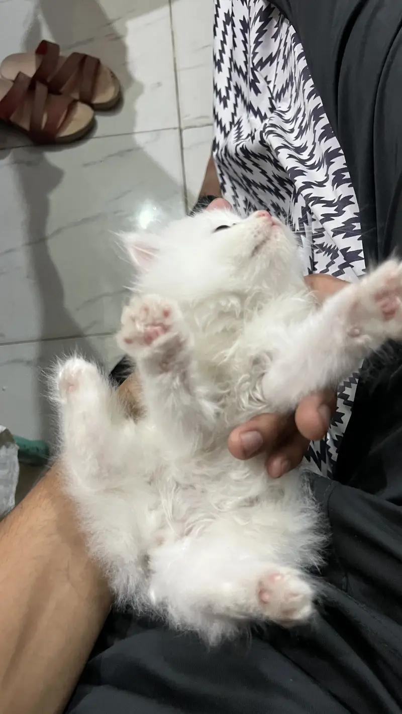 Persian cat kitten available — photo 4