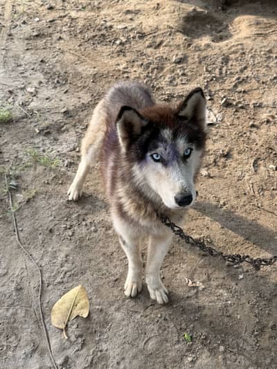 Husky dog in blue eyes
