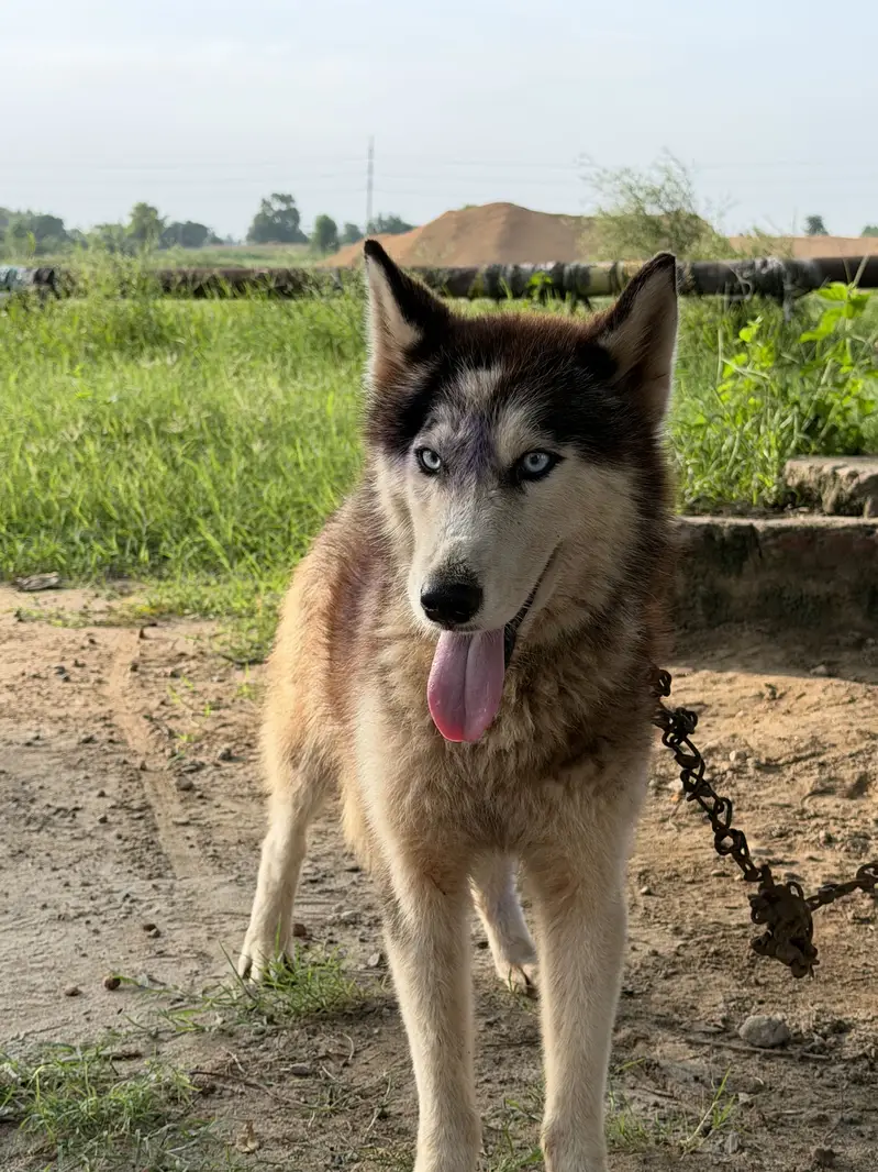 Husky dog in blue eyes — photo 2