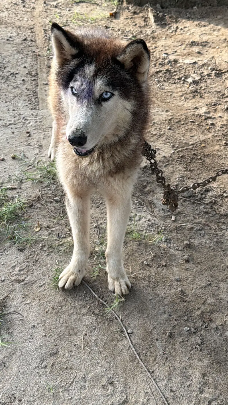 Husky dog in blue eyes — photo 3