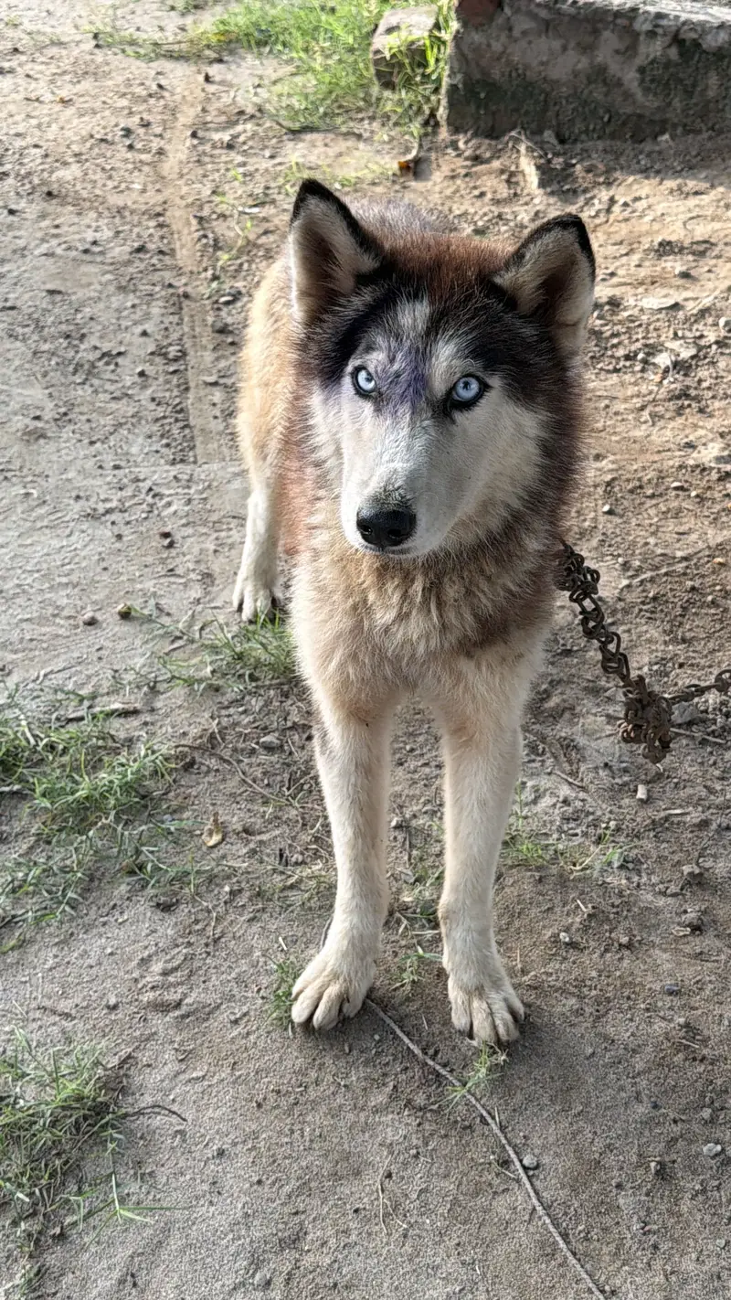 Husky dog in blue eyes — photo 4