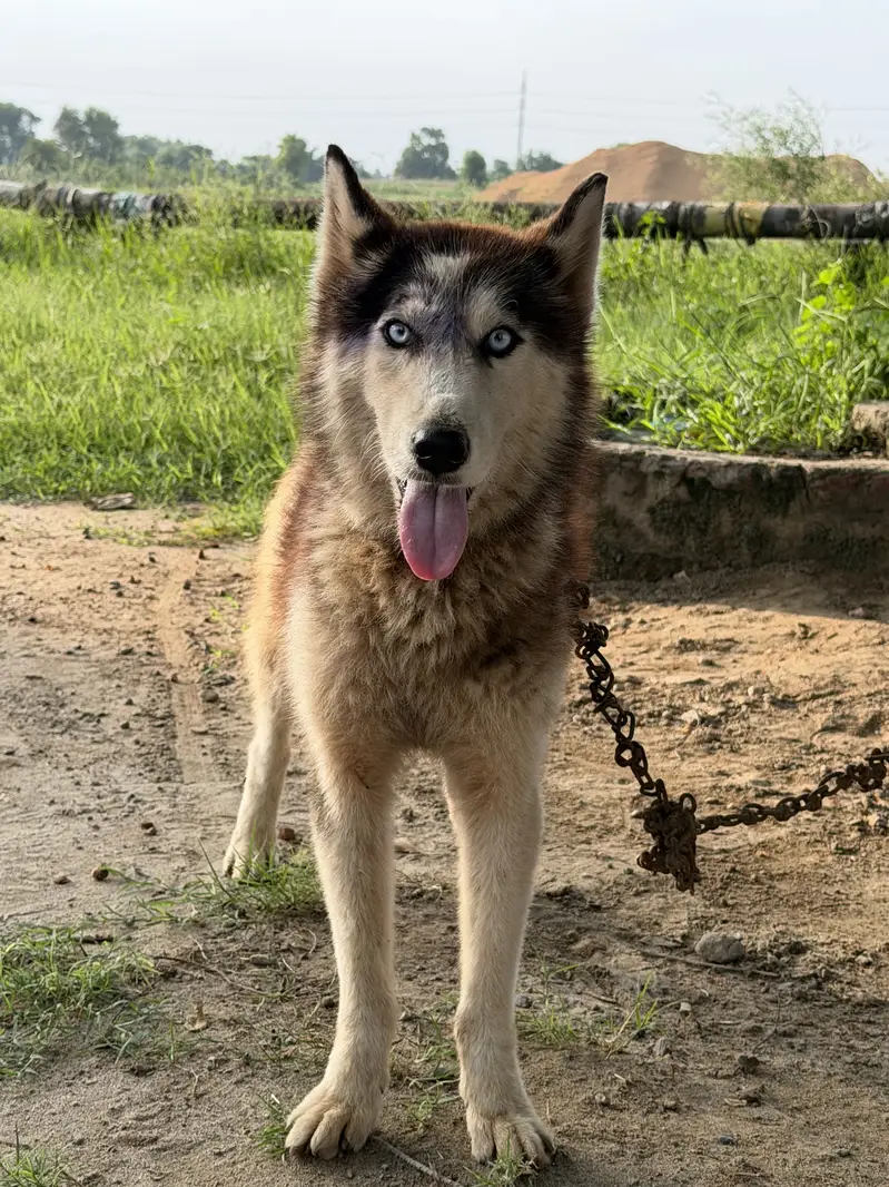 Husky dog in blue eyes — photo 5