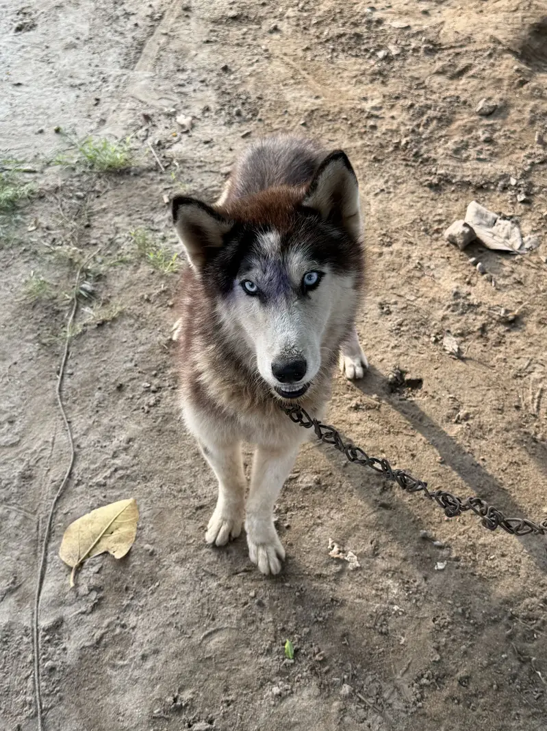 Husky dog in blue eyes — photo 6