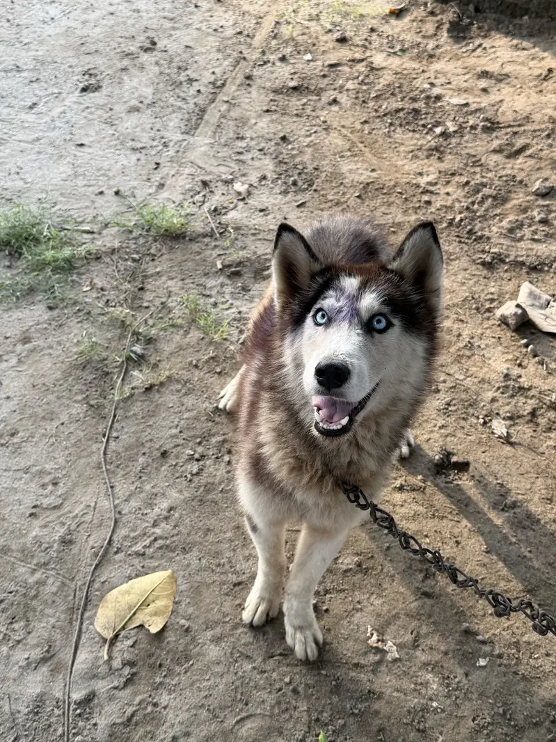 Husky dog in blue eyes — photo 7