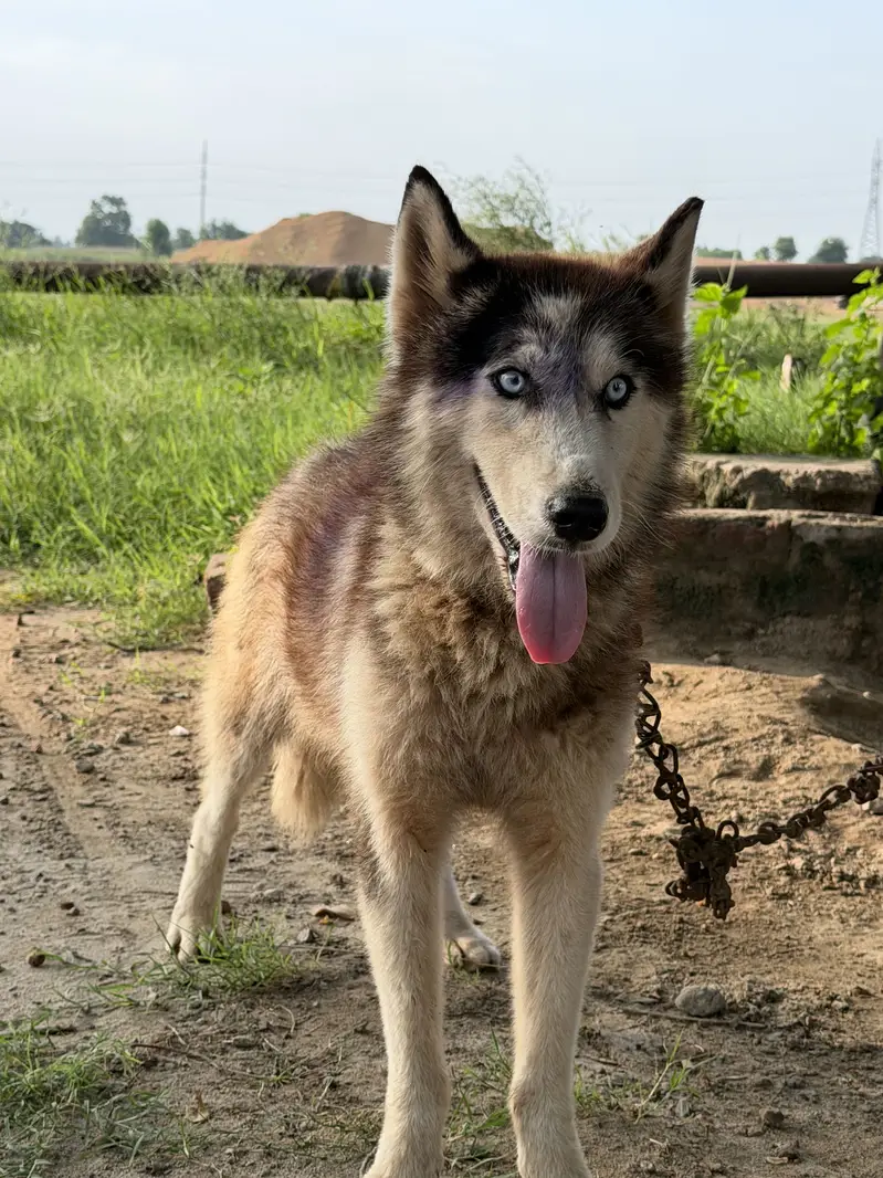 Husky dog in blue eyes — photo 8