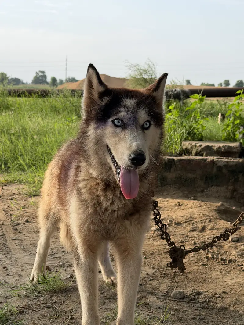 Husky dog in blue eyes — photo 9