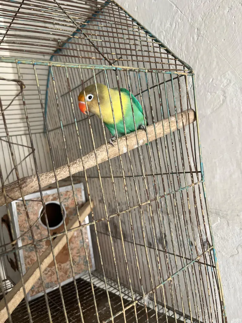 Love Bird for Sale — photo 2