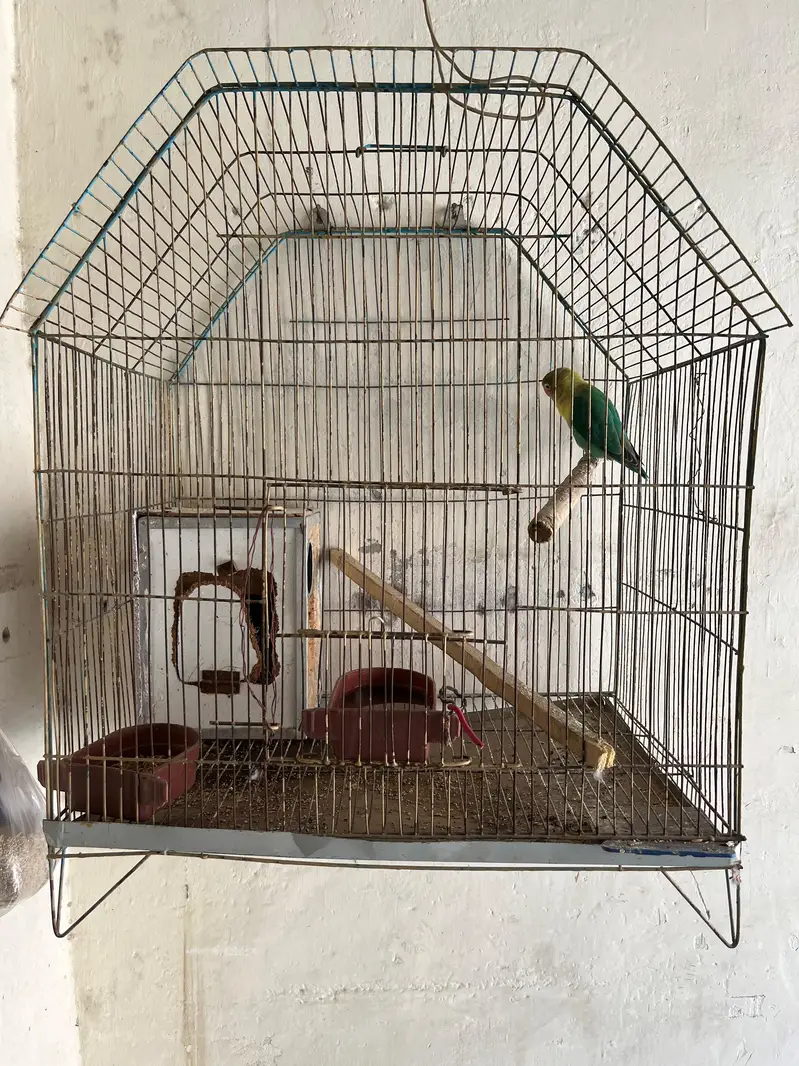Love Bird for Sale — photo 3