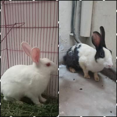 CUTE AND PAIR OF RABBITS ARE AVAILABLE IN VERY CHEAP PRICES