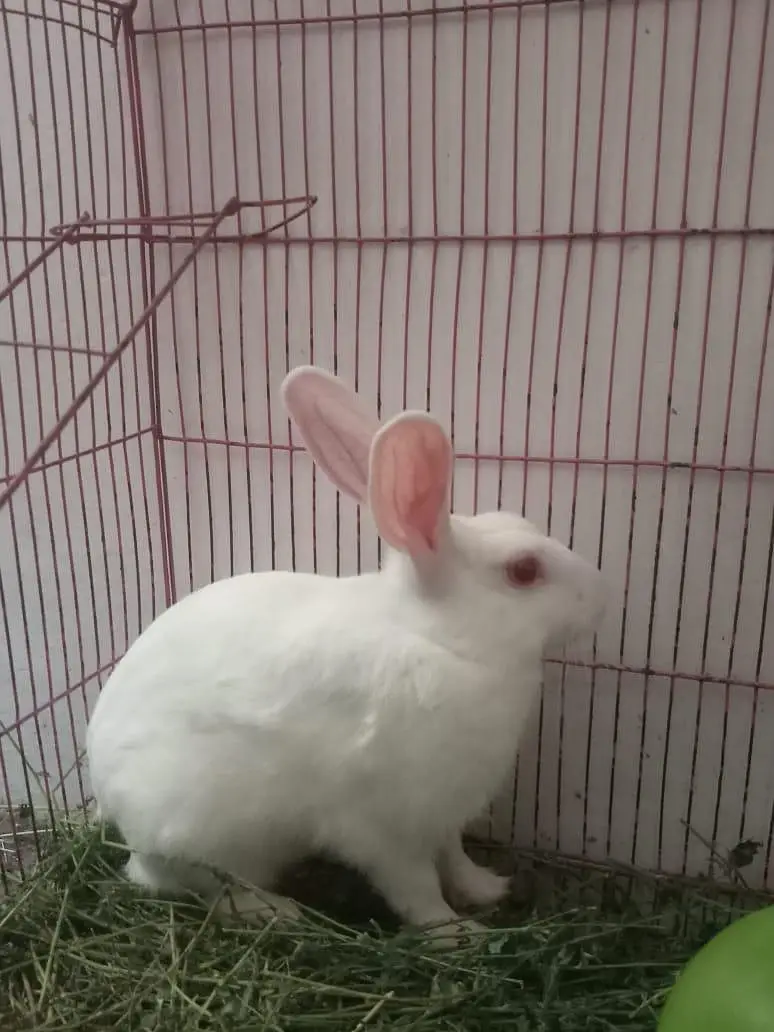 CUTE AND PAIR OF RABBITS ARE AVAILABLE IN VERY CHEAP PRICES — photo 2