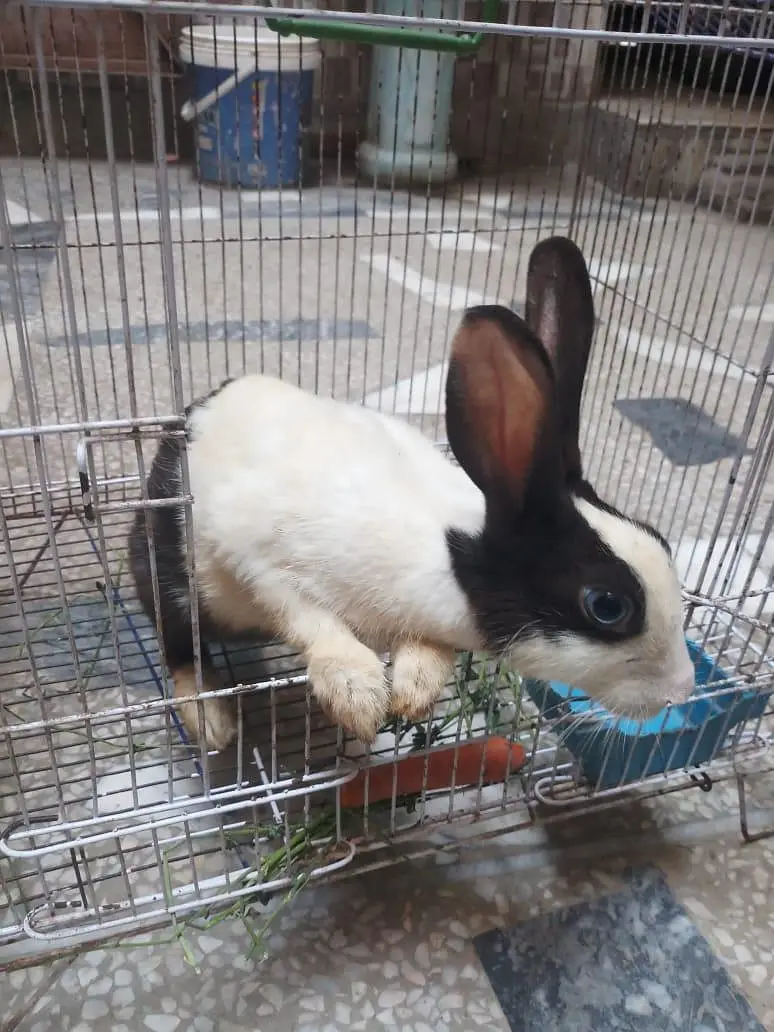 CUTE AND PAIR OF RABBITS ARE AVAILABLE IN VERY CHEAP PRICES — photo 3