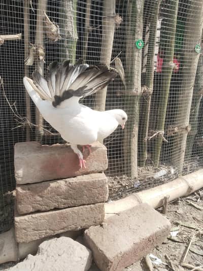 kabootar