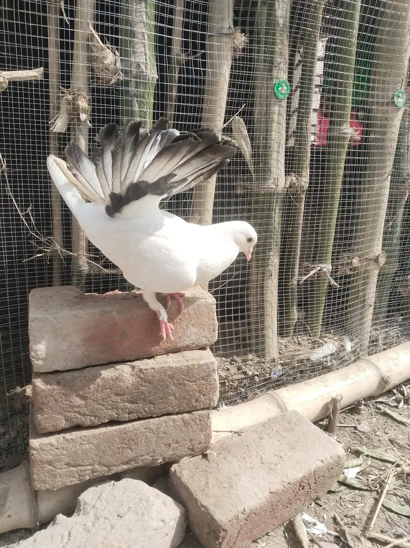 kabootar