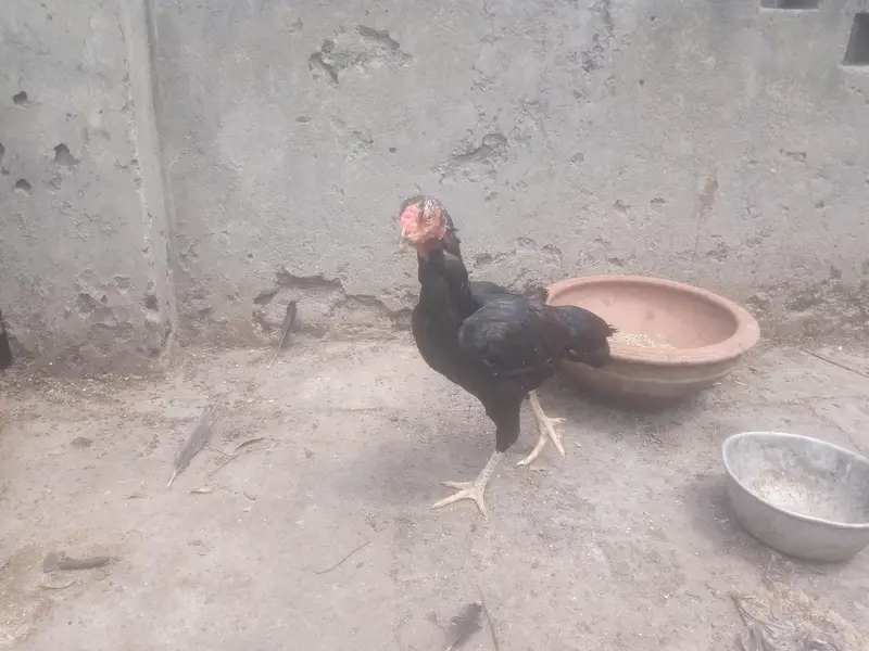 Thai vet Breeder long neck — photo 4
