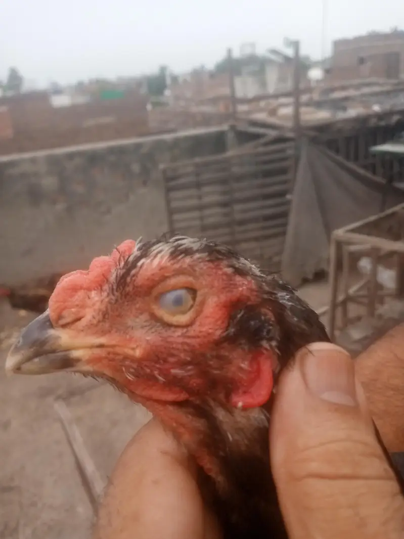 Thai vet Breeder long neck — photo 9