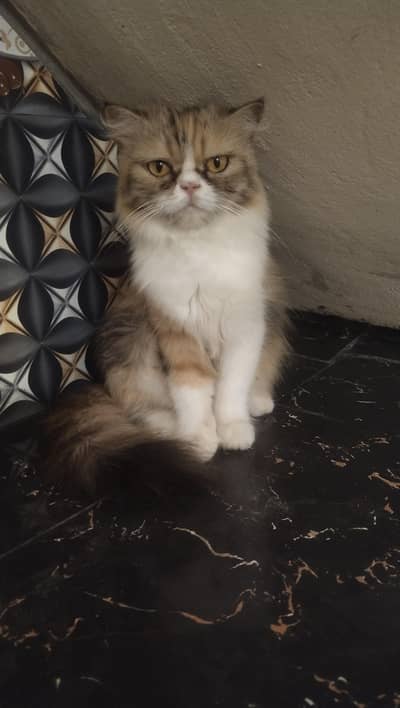 Triple Coat Persian cat for sale