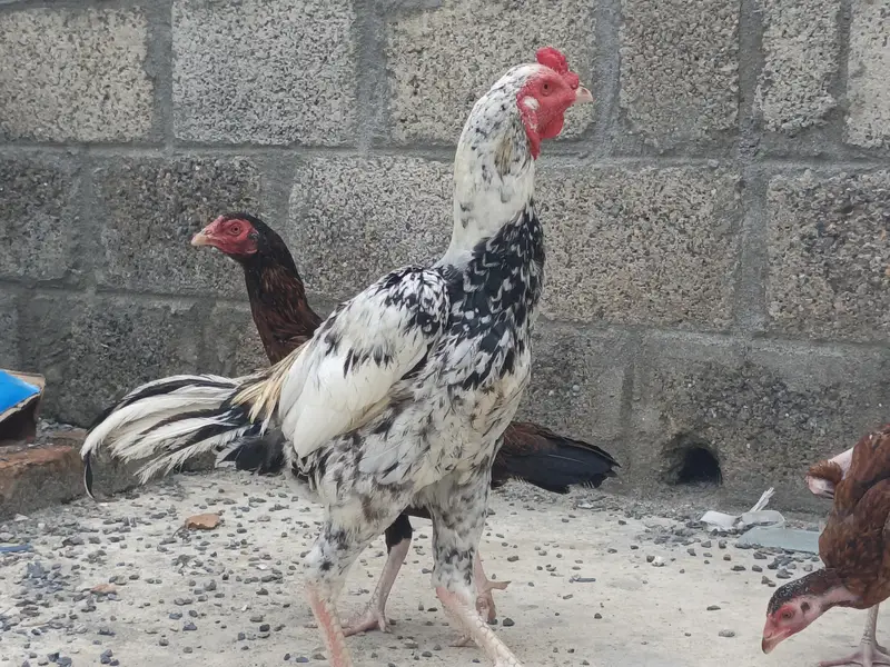 Aseel Cheena — photo 3