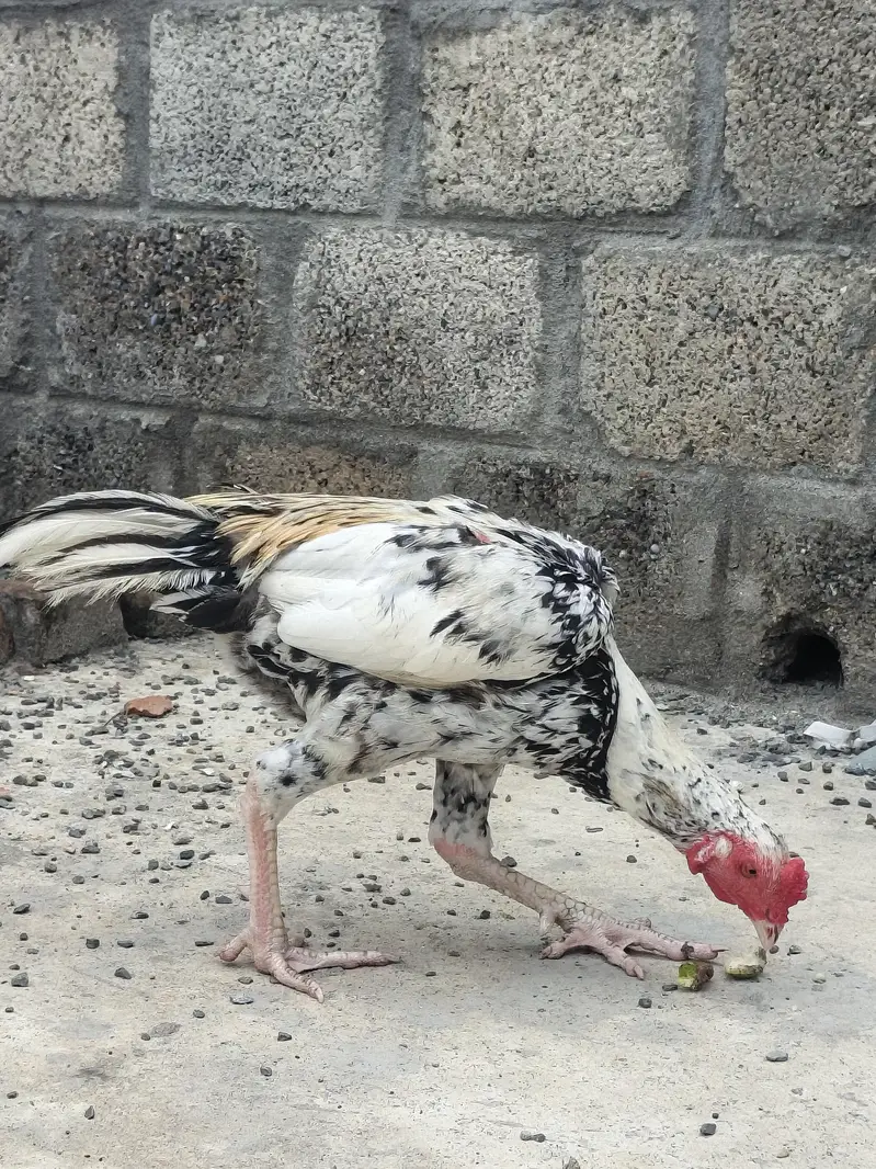 Aseel Cheena — photo 5