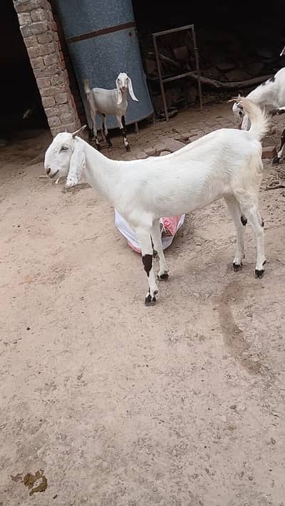 path for sale location lahore