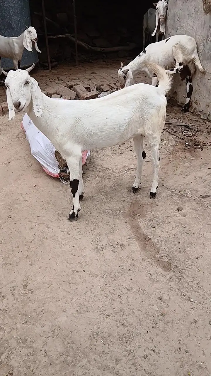 path for sale location lahore — photo 2