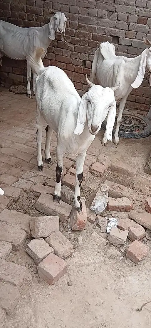 path for sale location lahore — photo 3