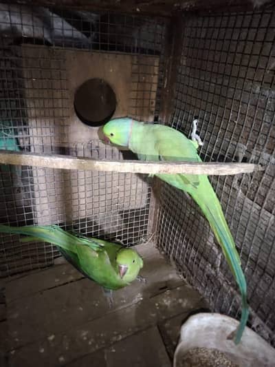 mithu parrot for sale