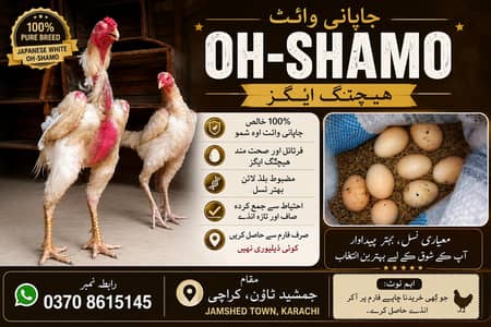 japanese white oh-shamo eggs for sale location Karachi 03708615145