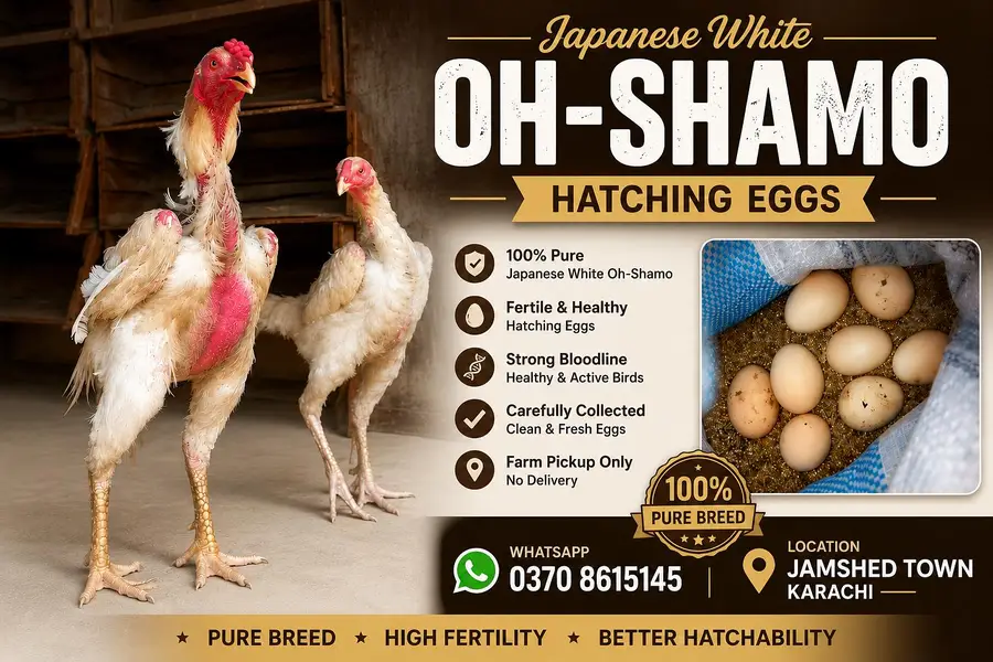 japanese white oh-shamo eggs for sale location Karachi 03708615145 — photo 2