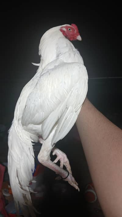 Aseel paper white heera mazboot jorro mei