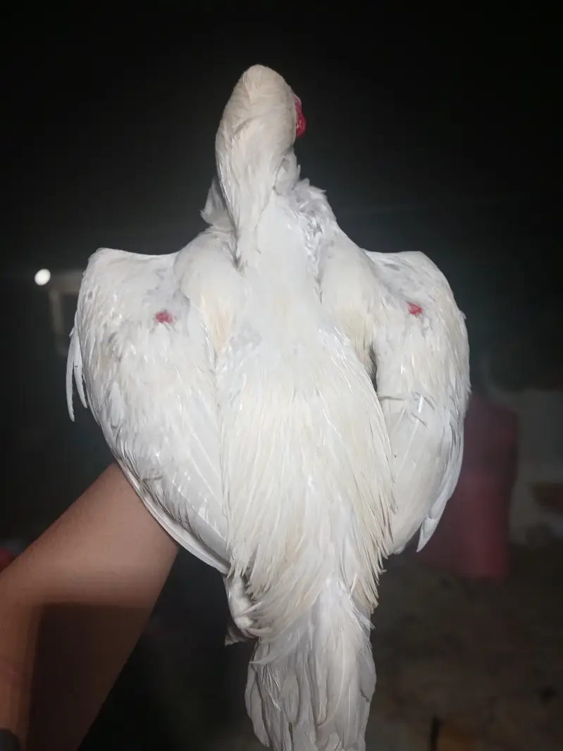 Aseel paper white heera mazboot jorro mei — photo 2