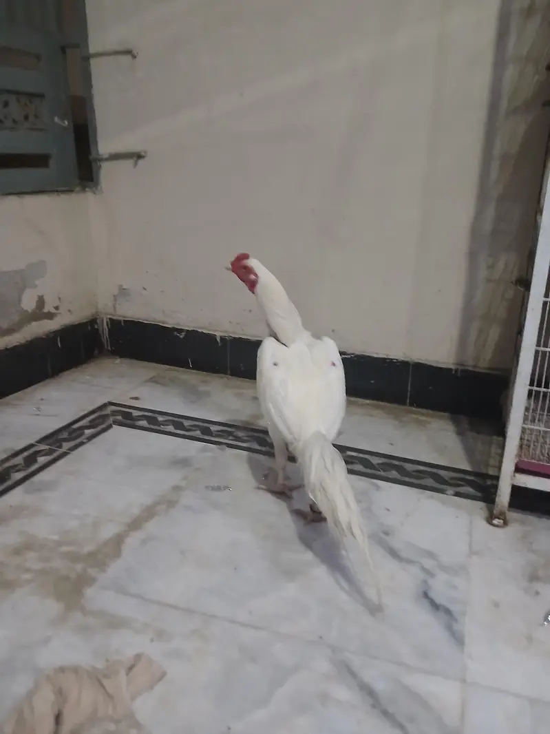 Aseel paper white heera mazboot jorro mei — photo 3