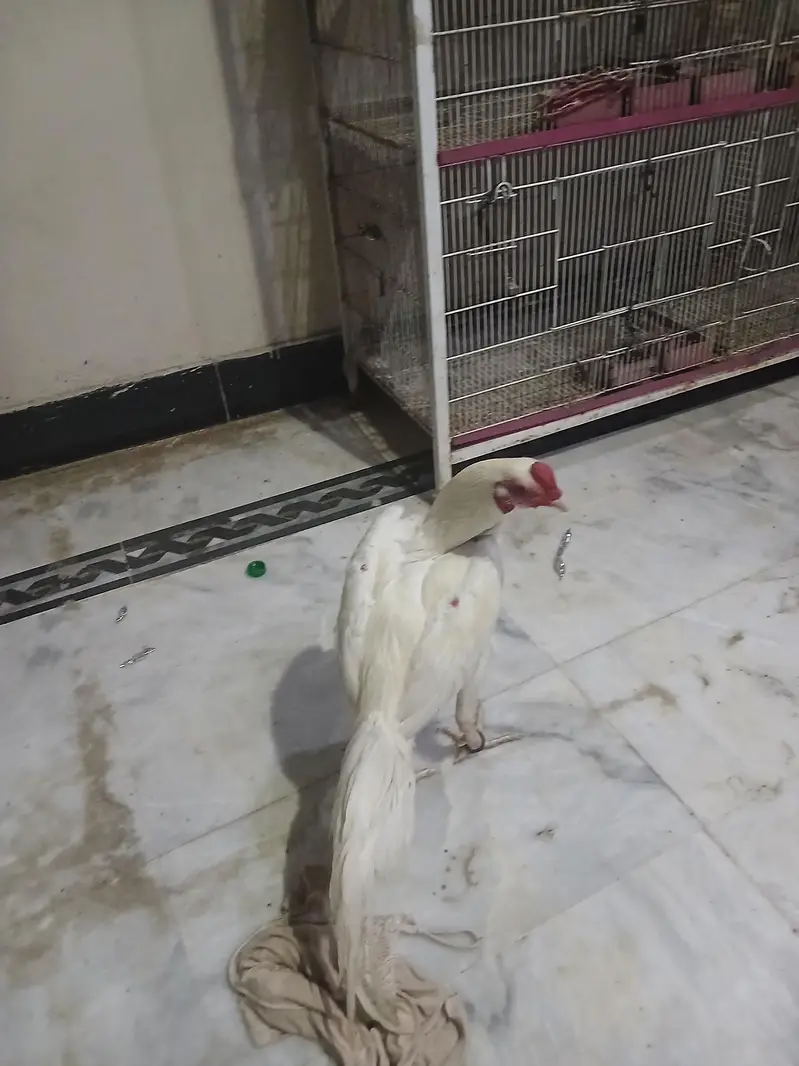Aseel paper white heera mazboot jorro mei — photo 4