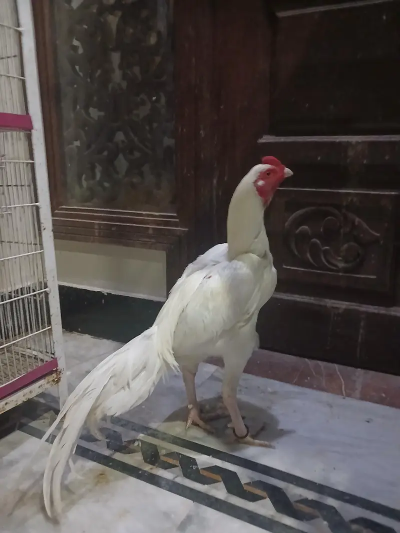 Aseel paper white heera mazboot jorro mei — photo 5