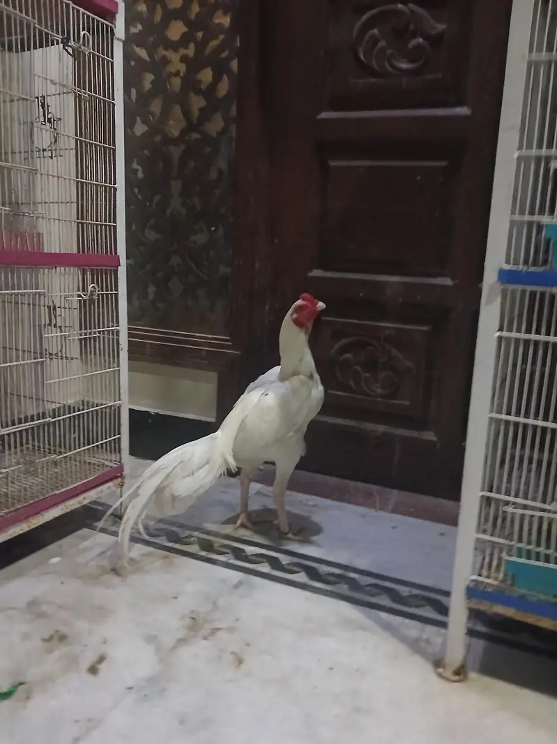 Aseel paper white heera mazboot jorro mei — photo 6