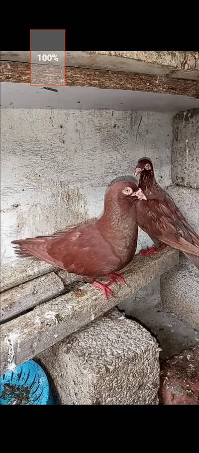 for sale Whatsapp 03125000521