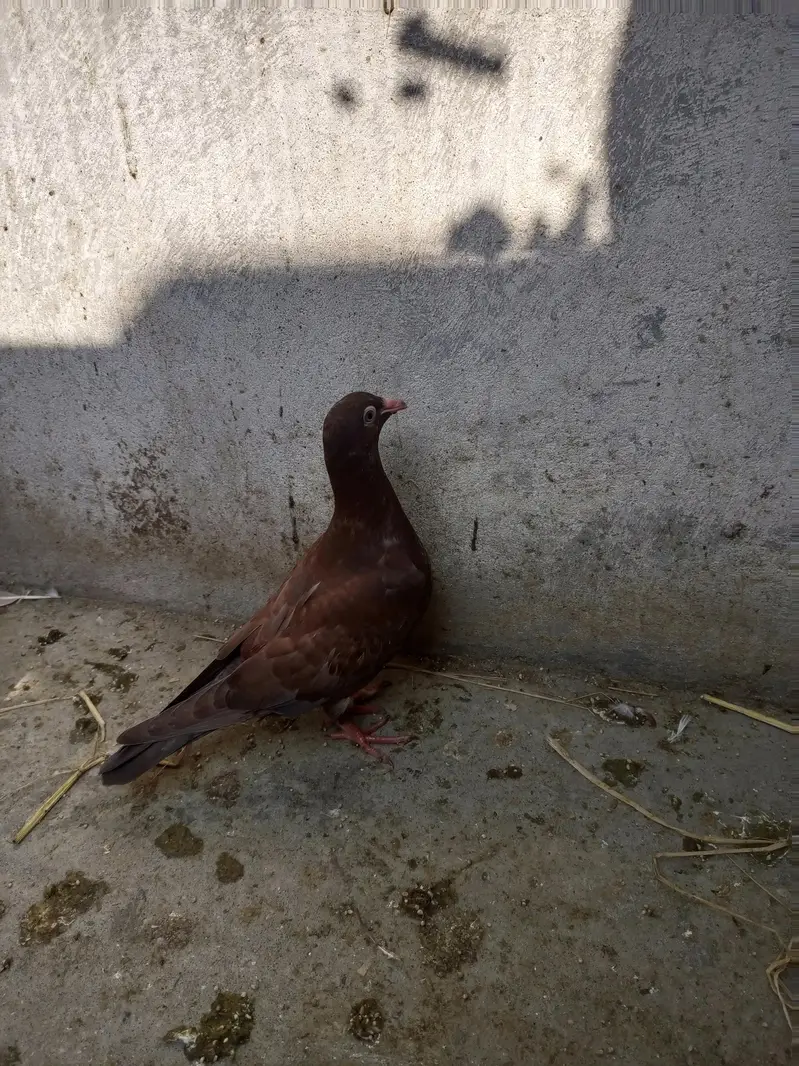 for sale Whatsapp 03125000521 — photo 3