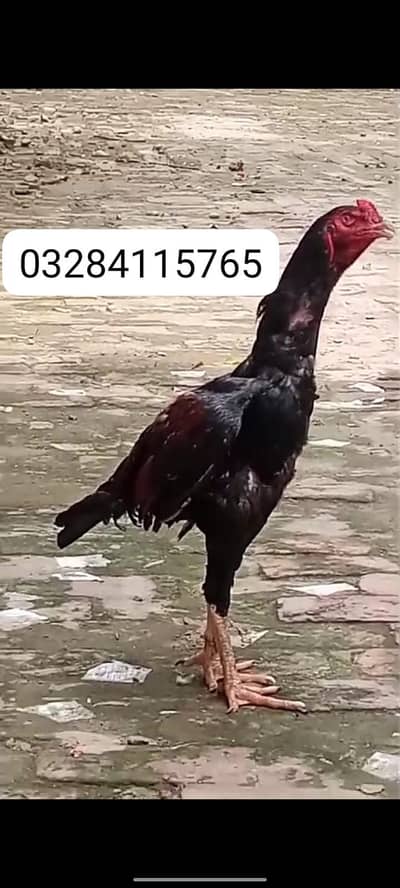urgent salew