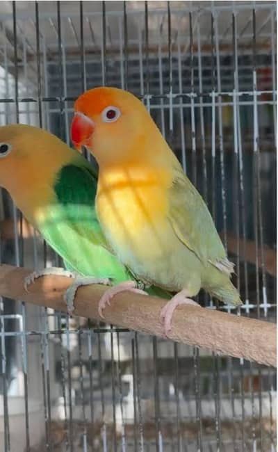 Love Birds