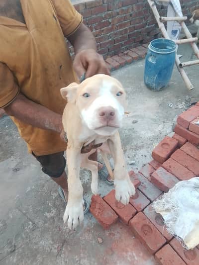 pit bull female