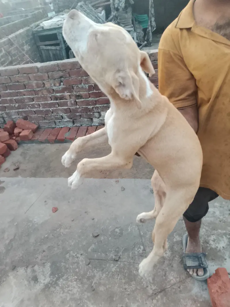 pit bull female — photo 2