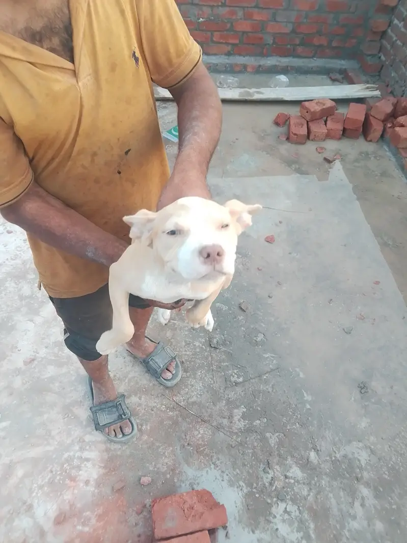 pit bull female — photo 3