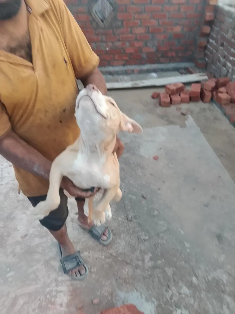 pit bull female — photo 4