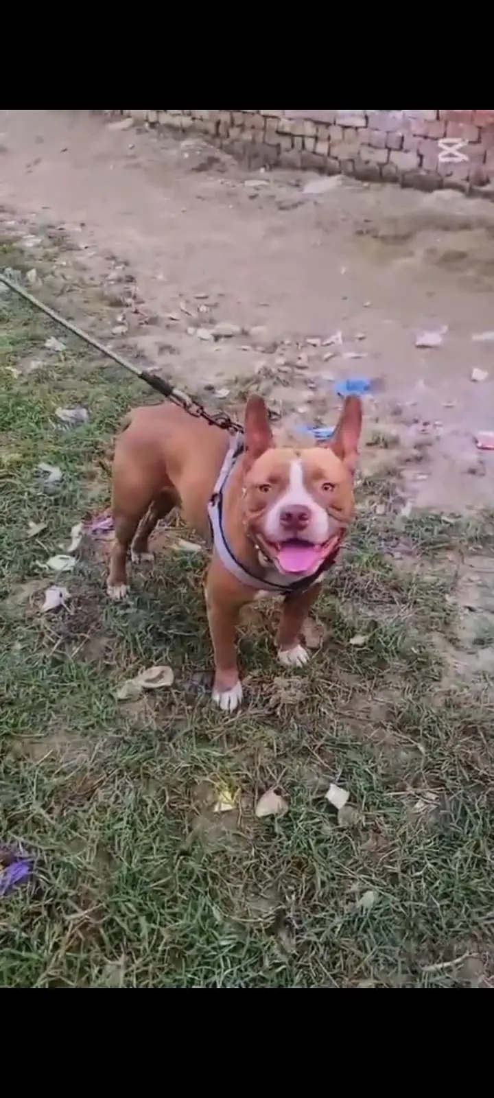 pit bull female — photo 5