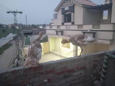 Healthy and Active Turkey pathay for sale