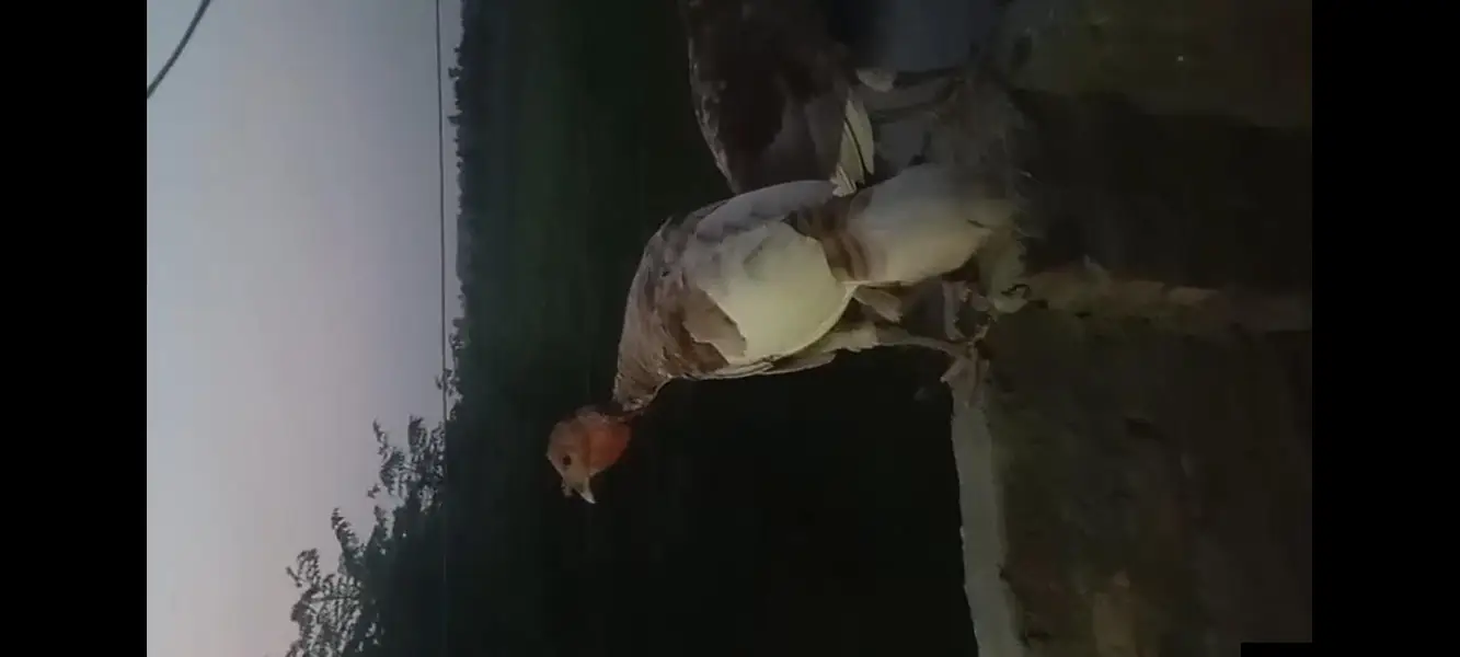 Healthy and Active Turkey pathay for sale — photo 2