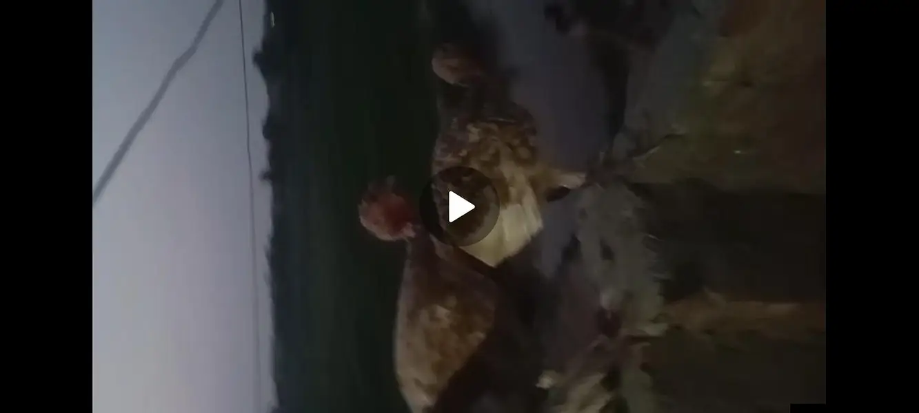 Healthy and Active Turkey pathay for sale — photo 4