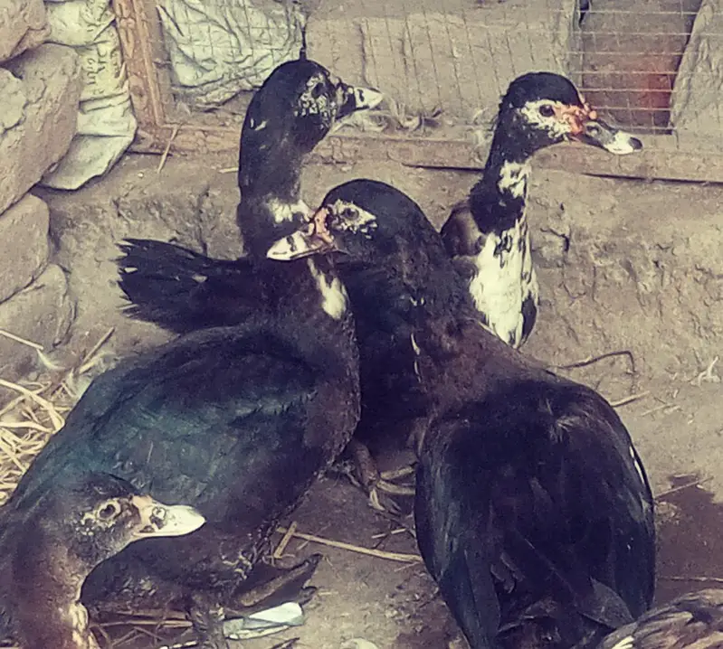 muscovy black ducks pair Urgent sale