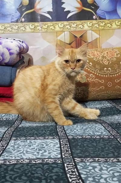 Beautiful Persian cat